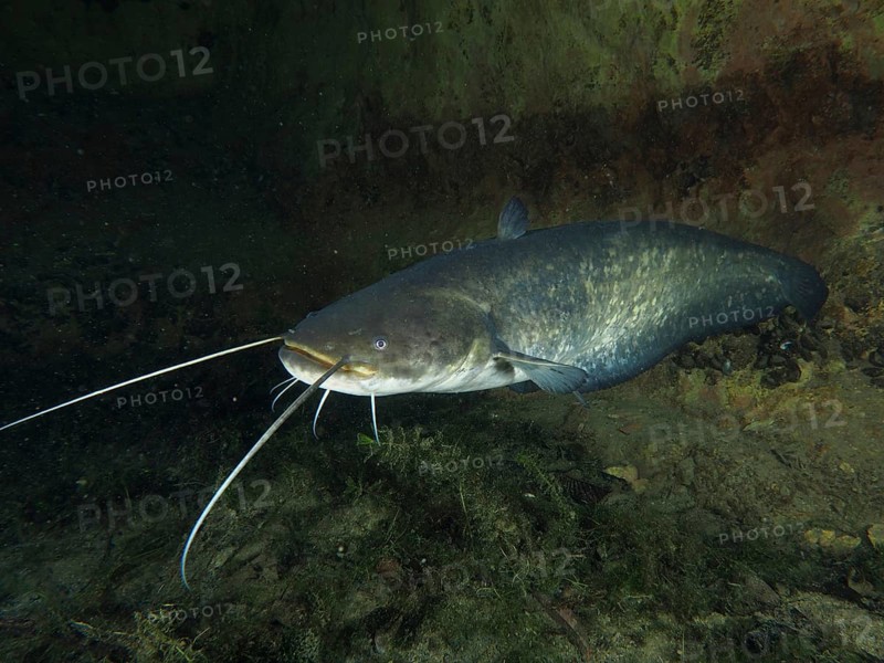 A large catfish (Silurus glanis), Waller, swimming near a wall in dark water, dive site Zollbrücke, Rheinau, Canton Zurich, Rhine, High Rhine, Switzerland, Germany