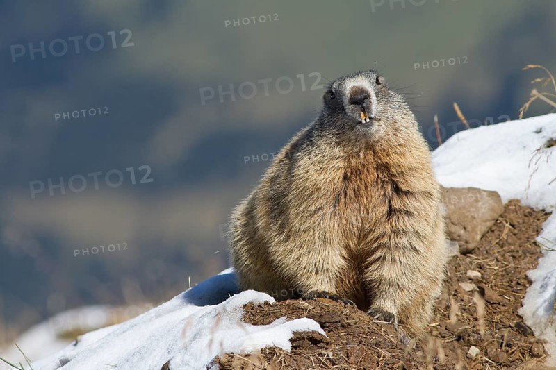 Alpine Marmot (Marmota marmota), snow patches, Bavaria, Germany