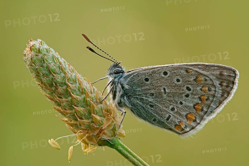 Common Blue (Polyommatus icarus), Hesse, Germany