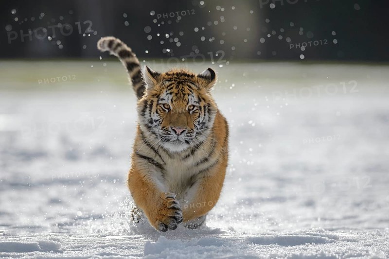 Siberian tiger (Panthera tigris altaica) juvenile running in snow, captive, Moravia, Czech Republic