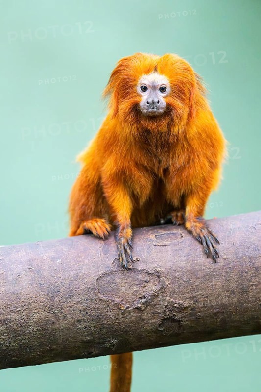 Golden lion tamarin (Leontopithecus rosalia), climbing on a tree, captive, Germany