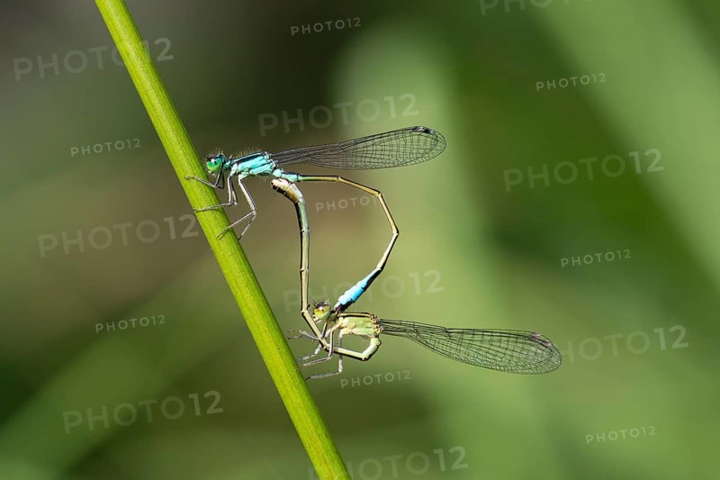 Great-tailed Damselfly (Ischnura elegans) pair mating, mating wheel, Hesse, Germany