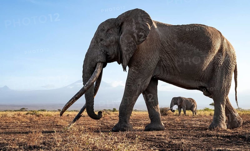 African elephant (Loxodonta africana) with Kilimanjaro, the famous Super Tusker elephant Craig, old male with long tusks, evening light, Amboseli, Kajiado County, Kenya