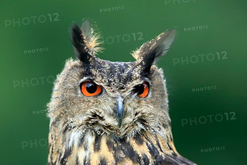 Eurasian Eagle-owl (Bubo bubo), adult, captive, Eifel, Rhineland-Palatinate, Germany