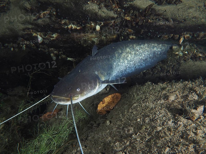 A catfish (Silurus glanis), Waller, resting under rocks in an underwater environment. Dive site Zollbrücke, Rheinau, Canton Zurich, Rhine, High Rhine, Switzerland, Germany