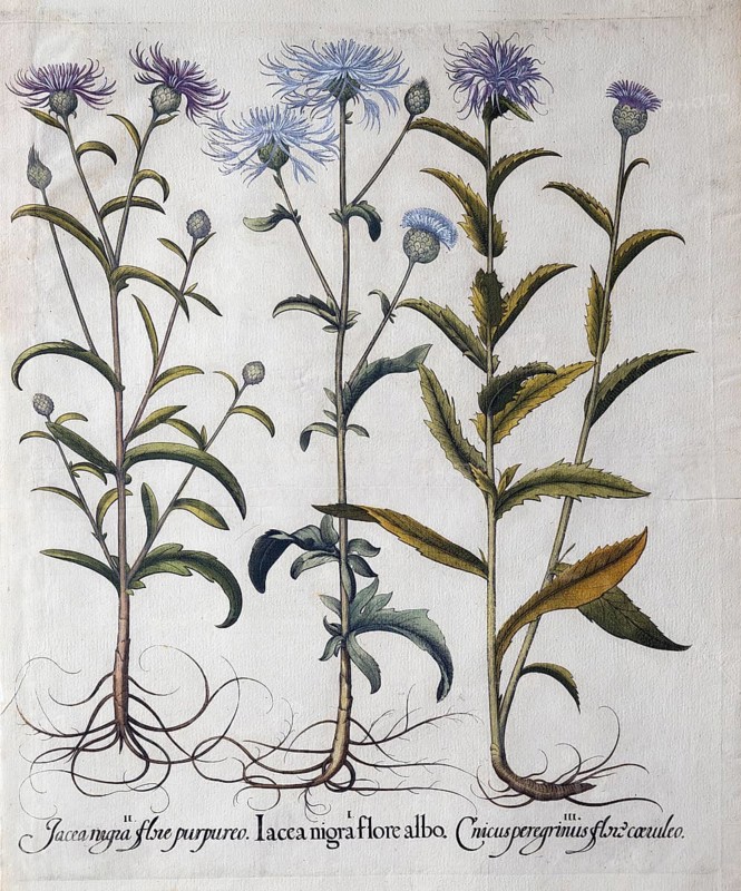 Dyer's catchfly (Serratula Tinctoria), meadow knapweed (Centaurea Jacea), blue thistle (Carduncellus Coeruleus), hand-coloured copperplate engraving by Basilius Besler, from Hortus Eystettensis, 1613