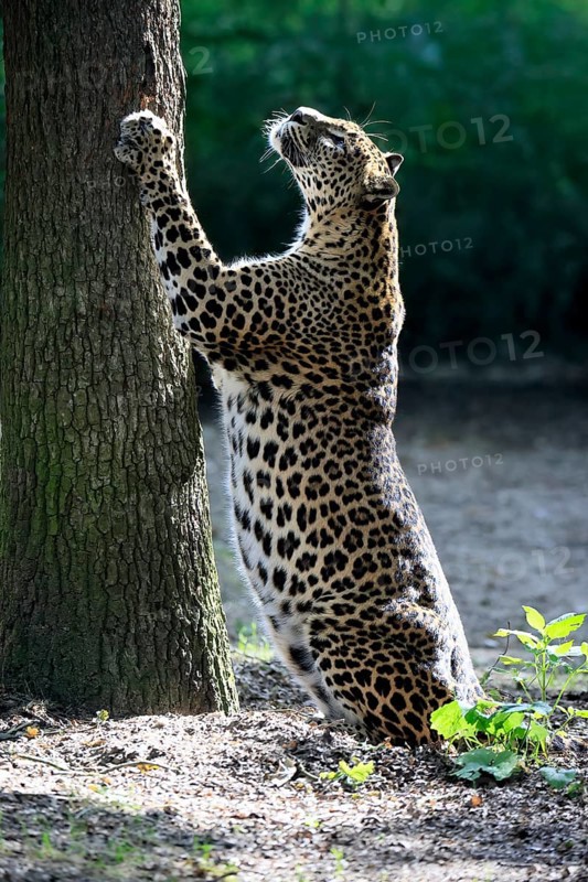 Sri Lanka Leopard (Panthera pardus kotiya), adult, tree trunk, sharpening claws, Sri Lanka