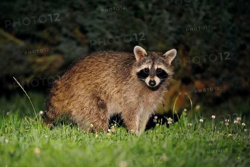 Raccoon (Procyon lotor) at night, Hesse, Germany