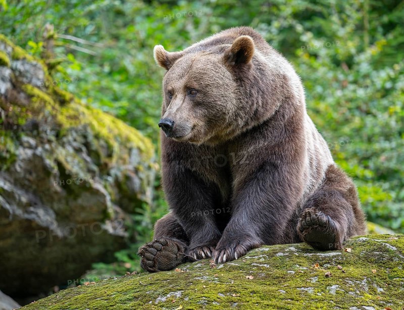 Brown bear (Ursus arctos) sitting on a rock covered with moss, captive, Bavarian Forest National Park, Bavaria, Germany, Germany