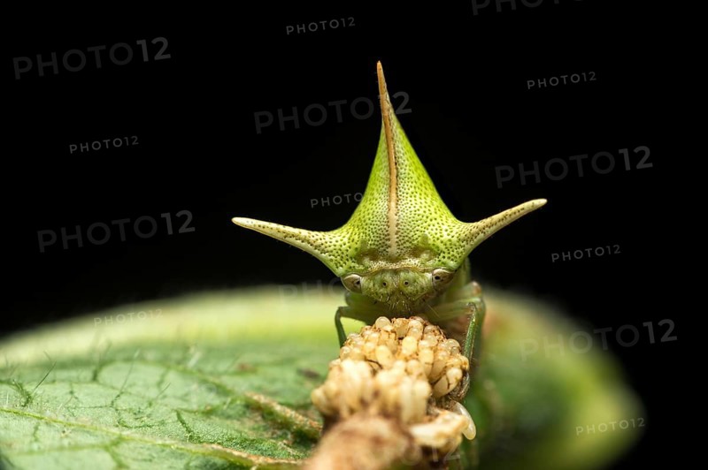 Treehopper (Alchisme grossa) guarding eggs, Amazon Rainforest, Copalinga, Zamora Province, Ecuador