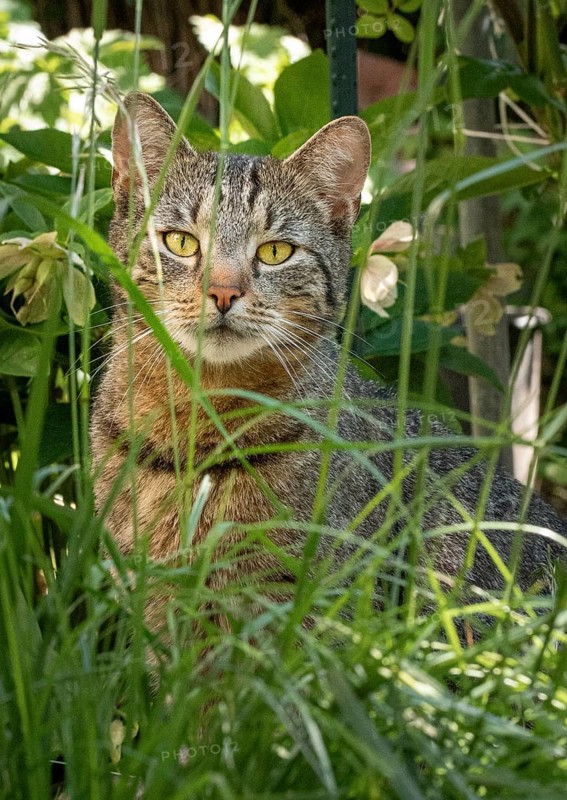 Tabby cat (Felis Catus) sitting behind tall grass surrounded by plants, Neunkirchen, Lower Austria, Austria