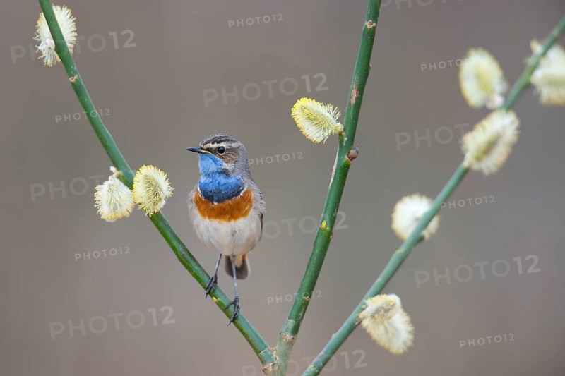 Bluethroat (Luscinia svecica), Emsland, Lower Saxony, Germany