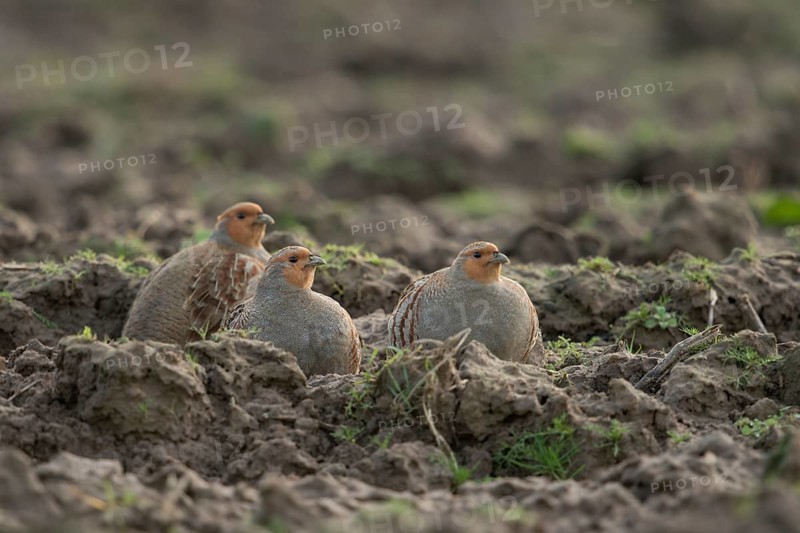 Grey Partridge (Perdix perdix) group, North Rhine-Westphalia, Germany