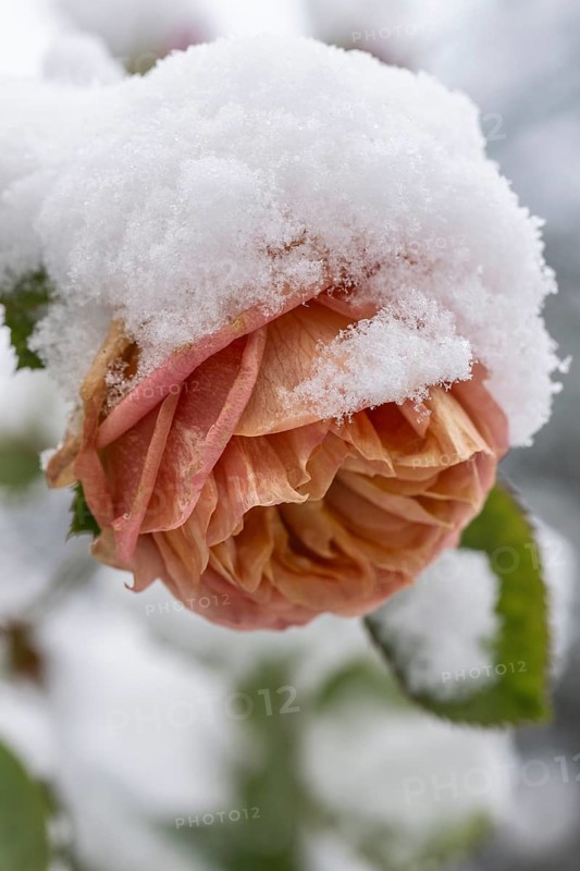 Shrub roses (Rosa) in the snow, Emsland, Lower Saxony, Germany