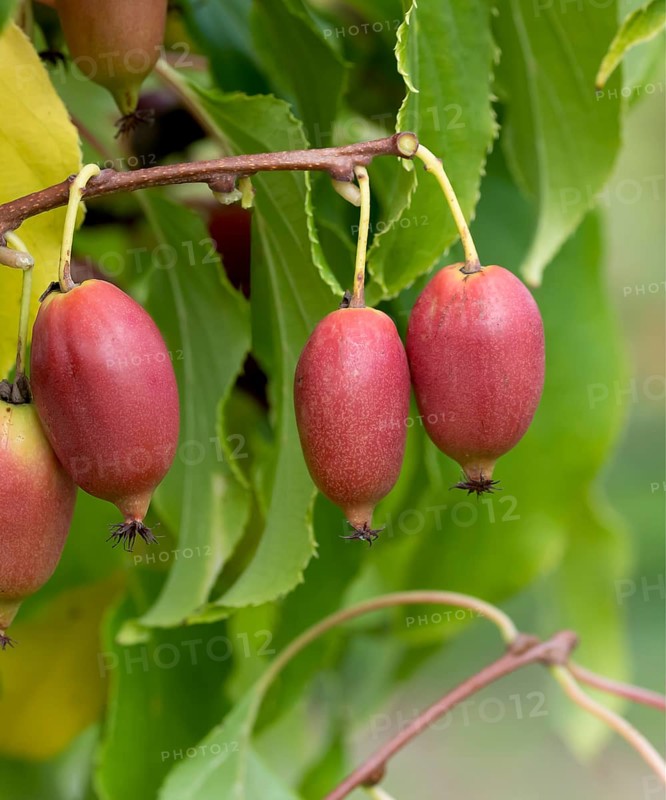 KiwiBeere (Actinidia 'Red Jumbo')