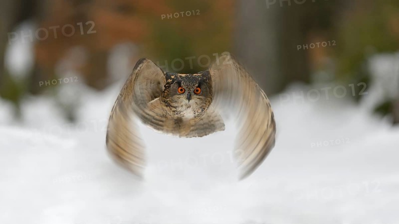 Eurasian eagle-owl (Bubo bubo) flying over snow, Moravia, Czech Republic