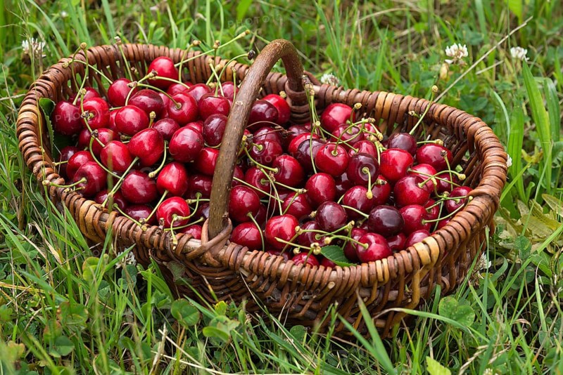 Wild cherries (Prunus avium) in a woven basket in the grass, Mecklenburg-Western Pomerania, Germany