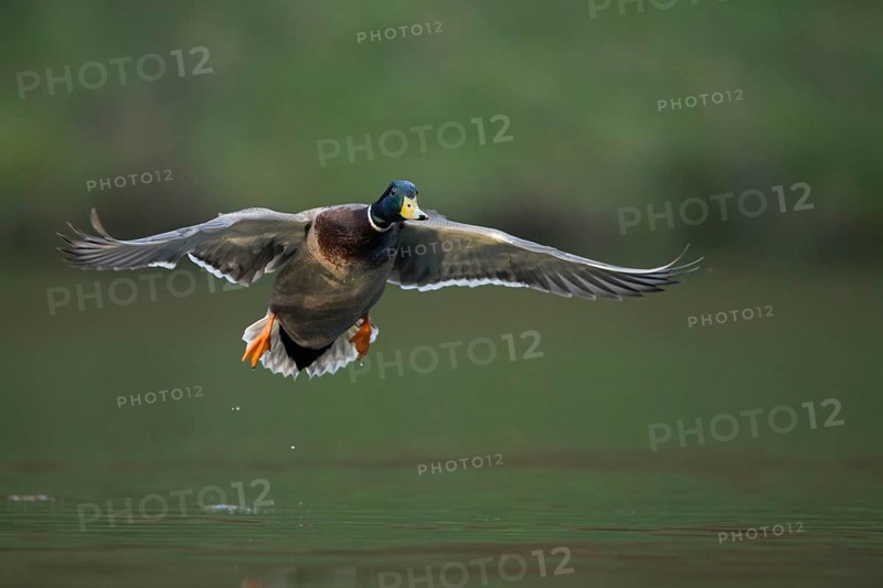 Mallard (Anas platyrhynchos) male flying, North Rhine-Westphalia, Germany