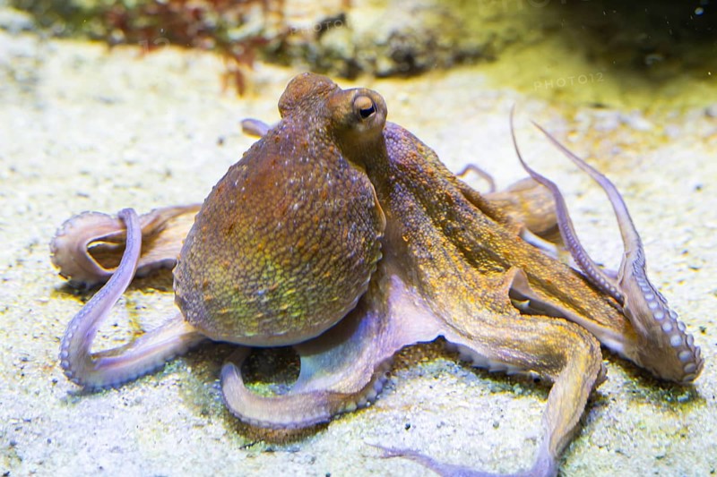 Common octopus (Octopus vulgaris) swimming under water, captive, Germany