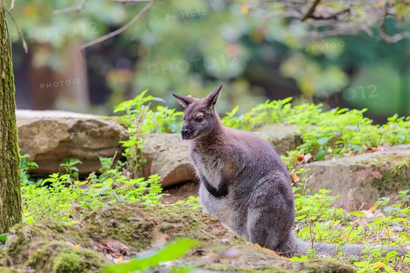 A red-necked wallaby or Bennett's wallaby (Macropus rufogriseus) sits in the green thicket between rocks at the edge of the forest
