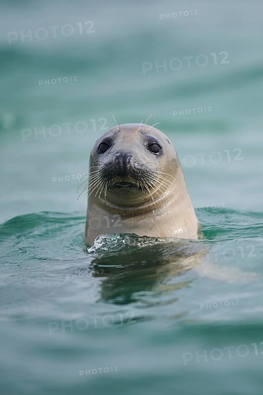 Grey seal (Halichoerus grypus) looking out of the water while swimming in the sea, Düne, Helgoland, Schleswig-Holstein, Germany