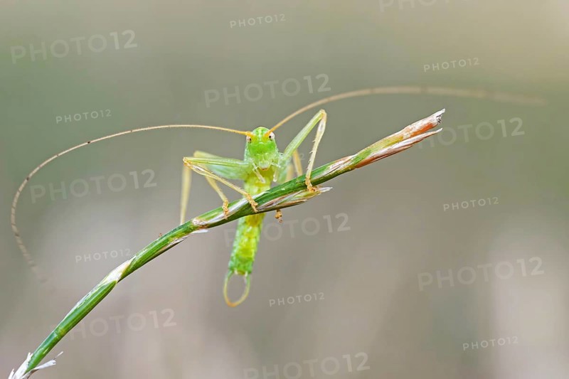 Grasshopper (Orthoptera) on blade of grass, Saxony-Anhalt, Germany