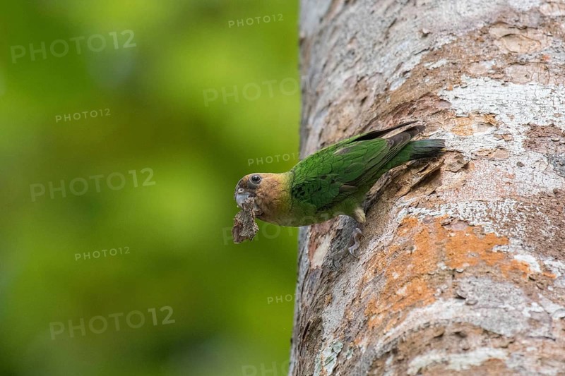 Buff-faced Pygmy Parrot (Micropsitta pusio) perched on tree trunk with tree bark in beak, West Papua, Indonesia