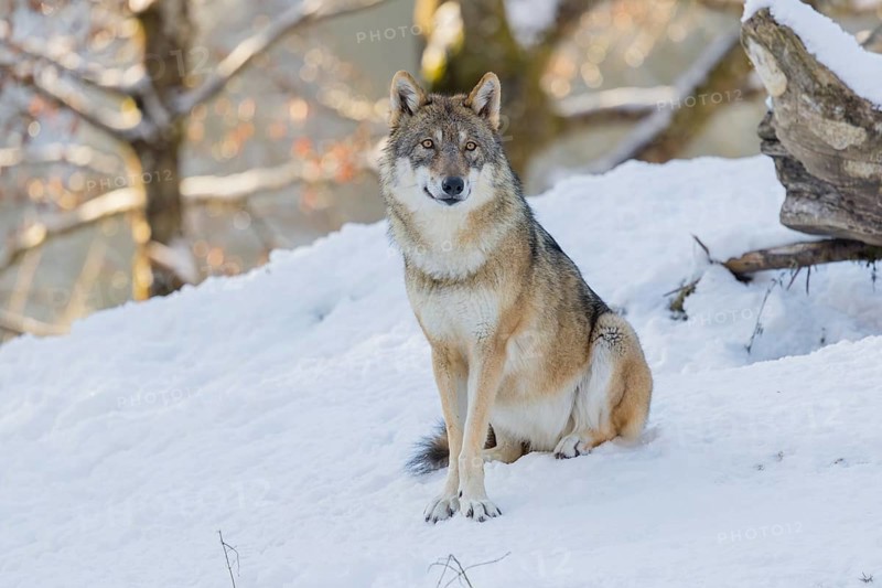 An adult female grey wolf (Canis lupus lupus) sits on the sloping, snow-covered meadow at the edge of a forest on a cold, sunny day