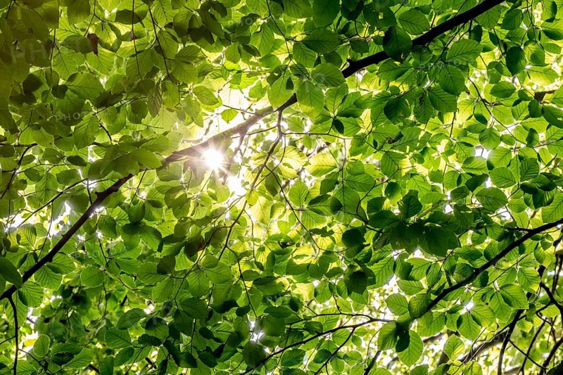 Sunbeams shining through leaves and branches of a beech tree, sculpture park, Humlebæk, Nivå Bugt, Hovedstaden, Øresund coast, Denmark