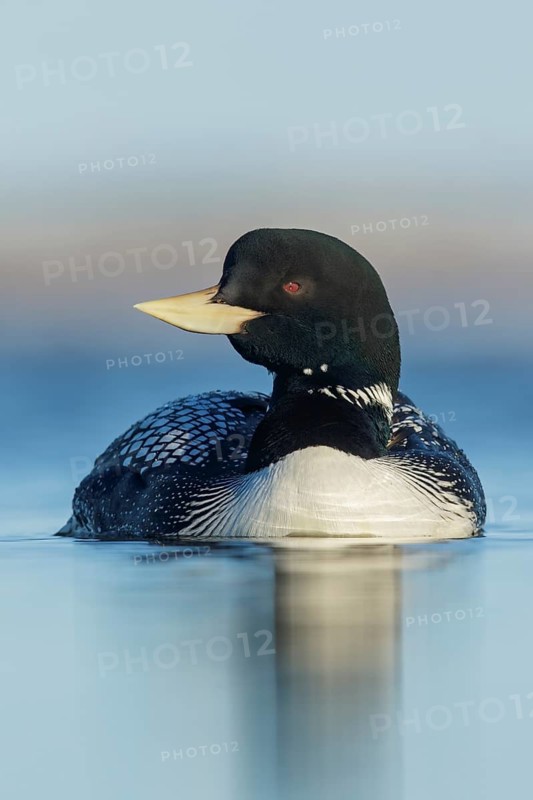 Yellow-billed Loon (Gavia adamsii) feeding on a small pond on the tundra in Northern Alaska