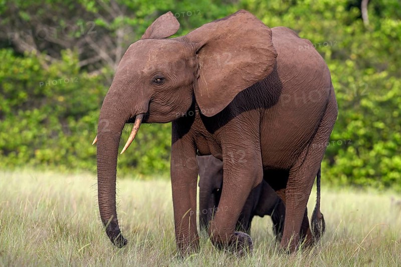African forest elephant (Loxodonta cyclotis) in a clearing in Loango National Park, Parc National de Loango, Ogooué-Maritime Province, Gabon