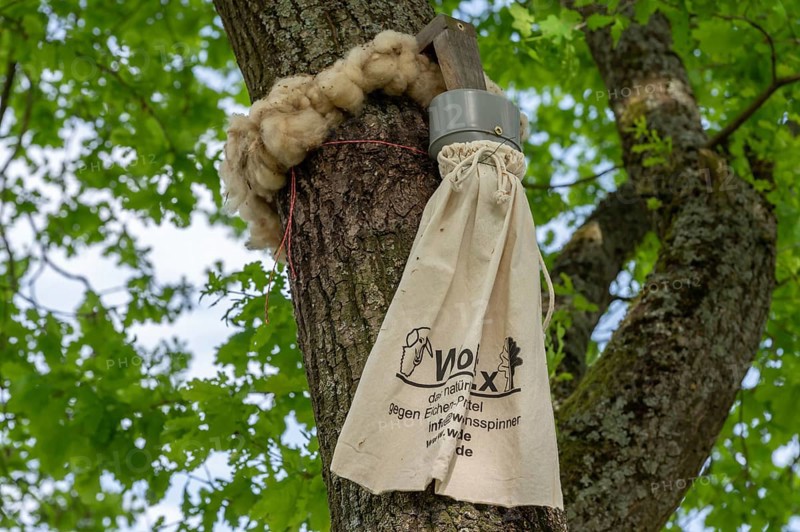 Sheep's wool ring and a linen bag tied around a branch, trap for oak processionary moth on an oak tree, Lower Franconia, Bavaria, Germany