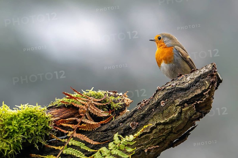 European robin (Erithacus rubecula) perched on tree stump looking for insects and other invertebrates in forest in winter