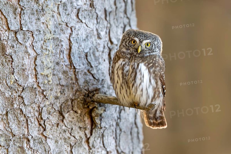 Pygmy Owl (Glaucicium passerinum), sitting on the branch of a tree, Pirchner Ast, Schwaz, Tyrol, Austria