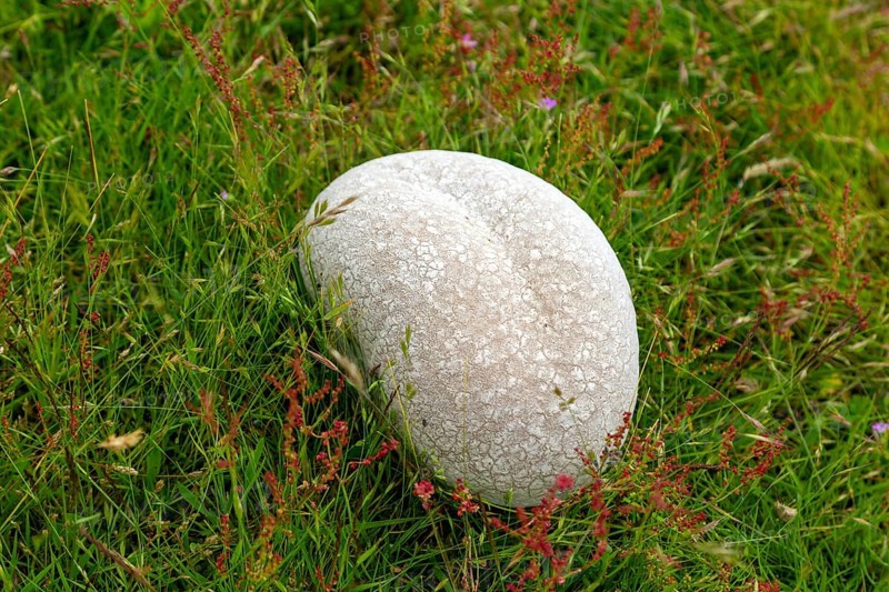 Giant puff ball mushroom fungus, Calvatia gigantea, growing in grass, Suffolk, England, UK