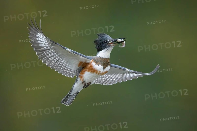 Belted Kingfisher (Megaceryle alcyon) female flying with a fish prey in its beak, Colorado, USA