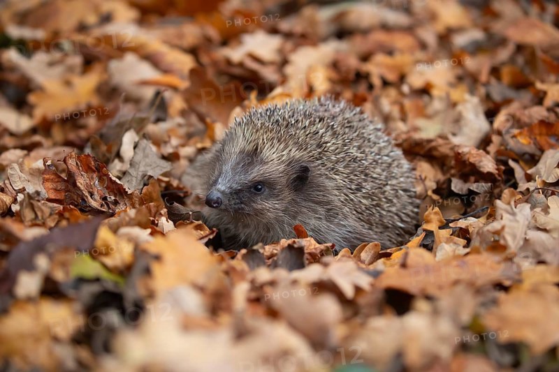 European hedgehog (Erinaceus europaeus) adult animal on a pile of autumnal leaves in the autumn, England, United Kingdom