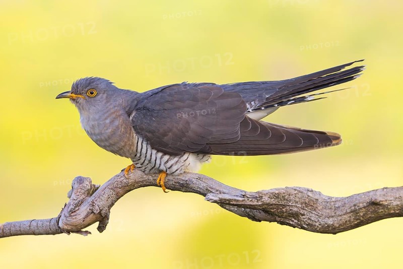 Common cuckoo (Cuculus canorus), Coucou gris, Cuco Europeo, Cuco Común, Ast, branch, Ormoz area, Ormoz, Podravska, Slovenia