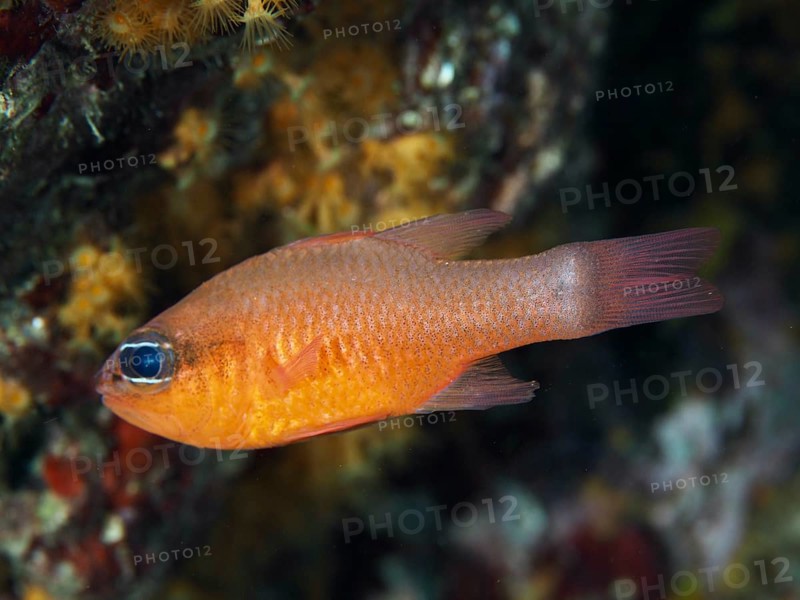 An orange fish, king mullet (Apogon imberbis), swimming in a reef, dive site Les Grottes, Giens peninsula, Provence Alpes Côte d'Azur, France