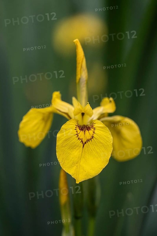 Swamp iris (Iris pseudacorus), Emsland, Lower Saxony, Germany