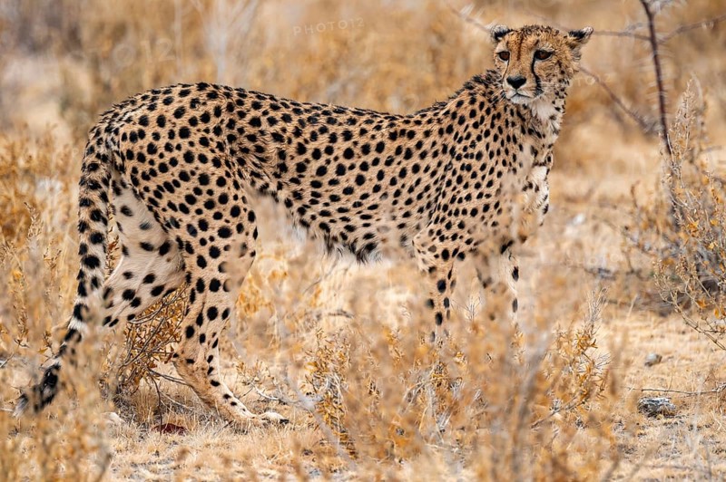 Cheetah (Acinonyx jubatus) runs in dry savanna, Etosha National Park, Namibia
