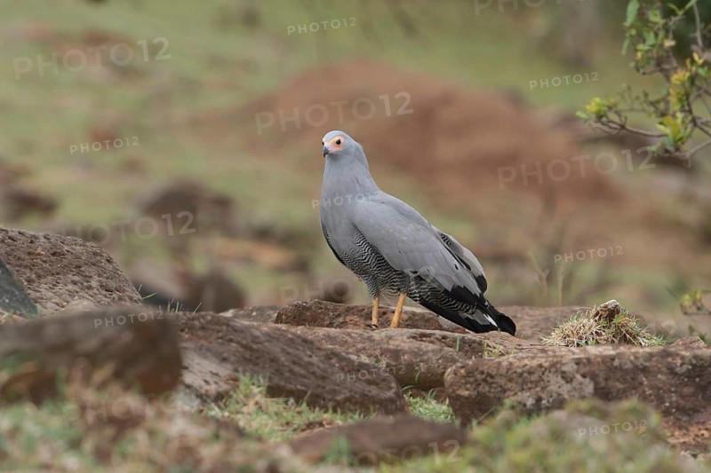 African Harrier-Hawk (Polyboroides typus), Masai Mara, Kenya