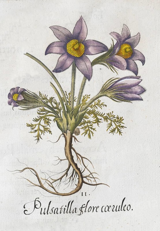 Pasque flower (Pulsatilla vulgaris), hand-coloured copperplate engraving by Basilius Besler, from Hortus Eystettensis, 1613