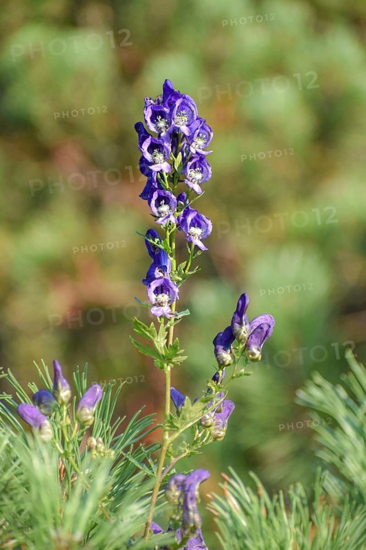 The very poisonous aconite (Aconitum napellus) seen in the Chiemgau Alps, Bavaria, Germany