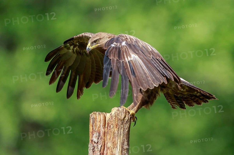 Lesser Spotted Eagle (Clanga pomarina) perched on a pale, Poland