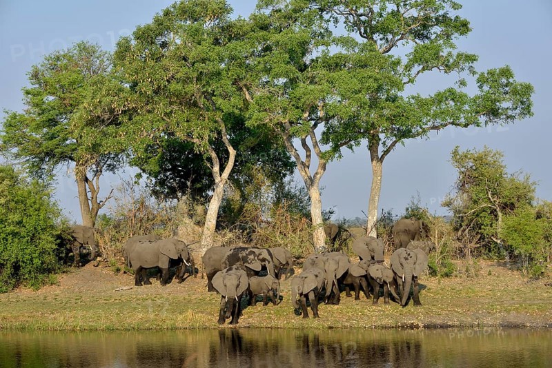 Elephant (Loxodonta africana) herd on the Cuando River, Bwabwata National Park, Zambezi Region, Caprivi Strip, Namibia