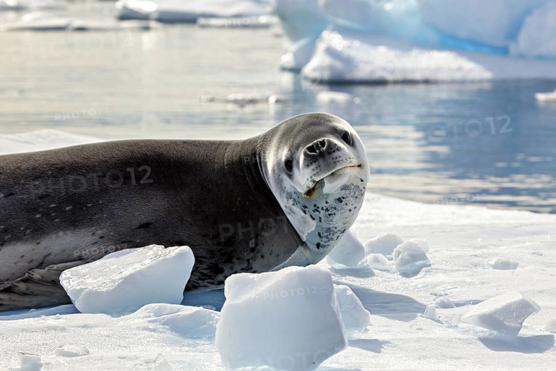 A sea lion lies on an ice floe in a quiet Antarctic landscape, leopard seal (Hydrurga leptonyx) on an ice floe in the Antarctic