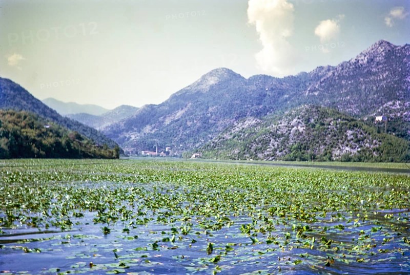 Water lilies, Lake Shkodra Lake Skadar Lake Scutari, between Albania and Montenegro, former Yugoslavia, Europe 1970
