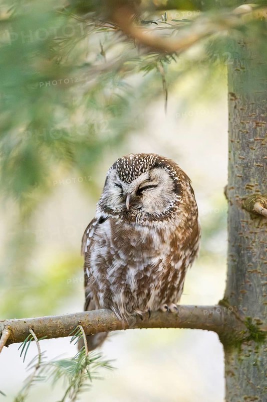 Boreal owl (Aegolius funereus) sitting in a tree in winter, Bavarian Forest Nationalpark, Bavaria, Germany
