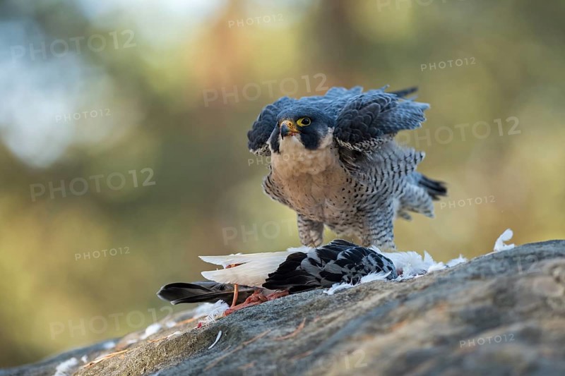 Peregrine Falcon (Falco peregrinus) captive, with pigeon prey, North Rhine-Westphalia, Germany